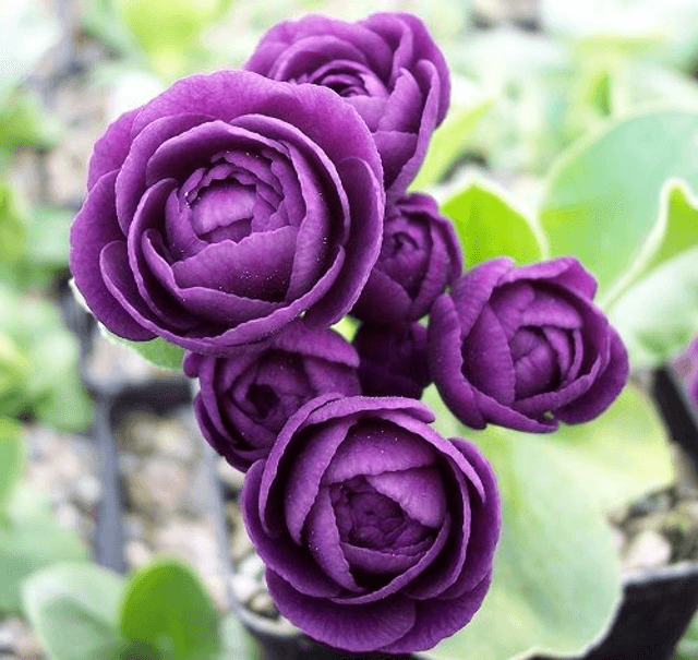 6 plant auricula starter collection