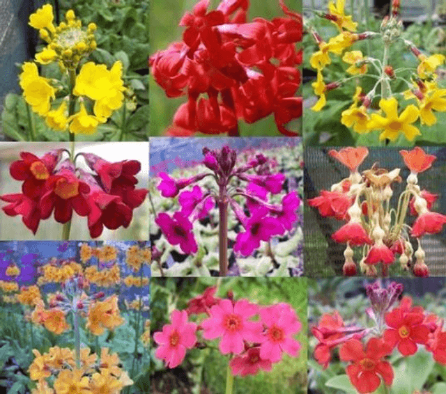 9 plant Primula starter collection vibrant colours