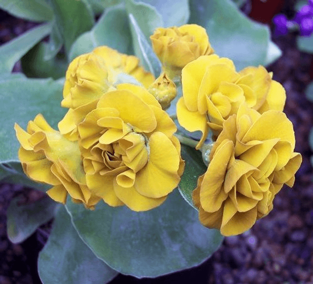 6 plant auricula starter collection