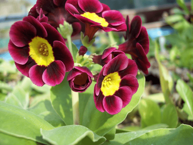 6 plant auricula starter collection