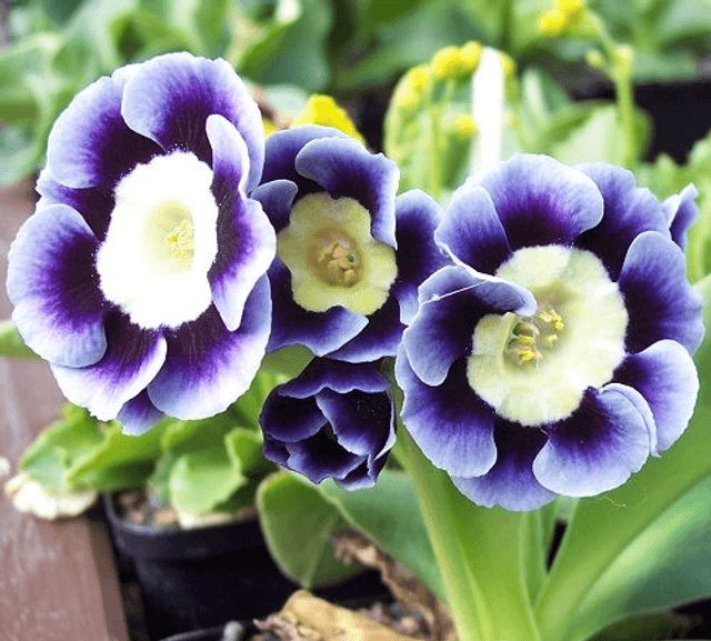 6 plant auricula starter collection