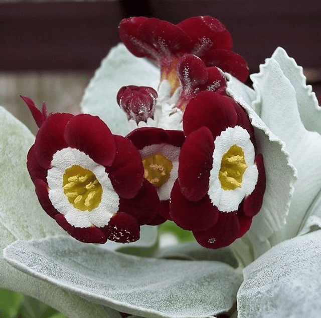 6 plant auricula starter collection