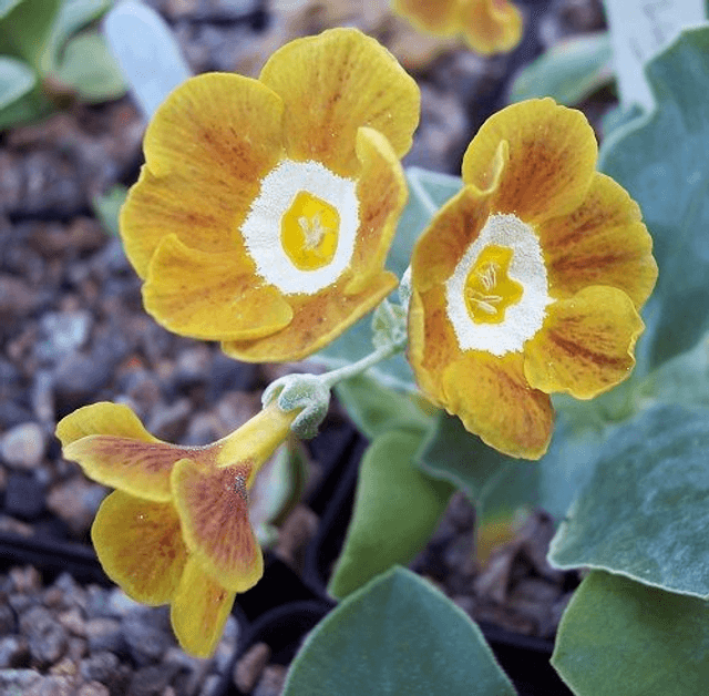 6 plant auricula starter collection