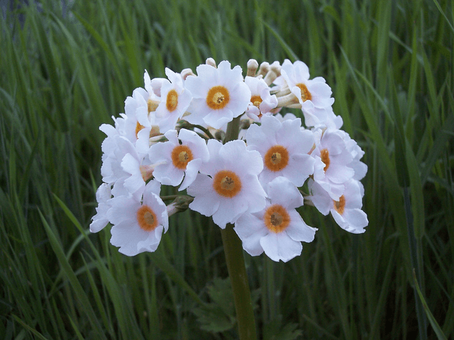 4 X plants Primula japonica Postford White