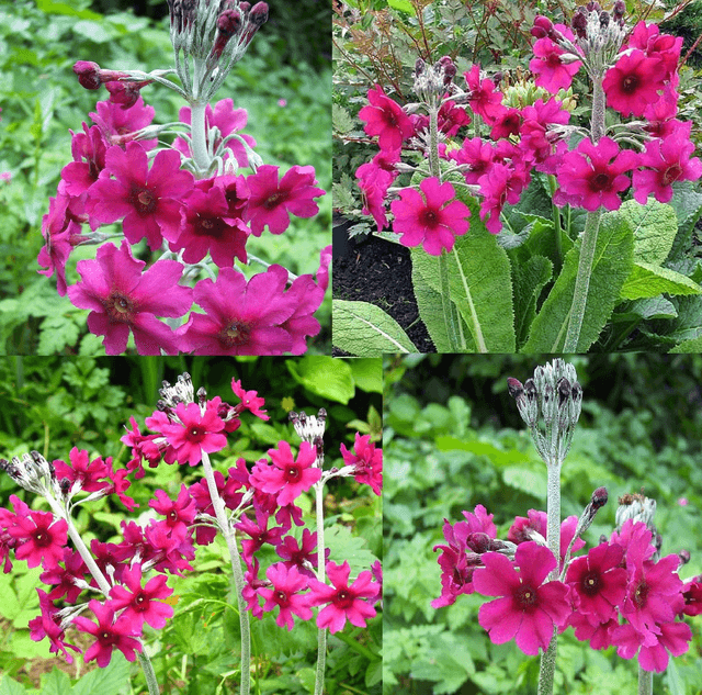4 X plants of Primula pulverulenta