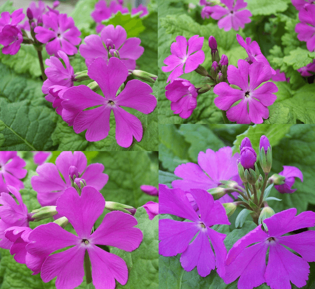 4 X plants of Primula sieboldii Pago Pago woodlander
