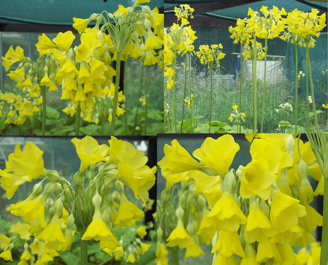 4 X plants Primula florindae, the giant Himalayan cowslip