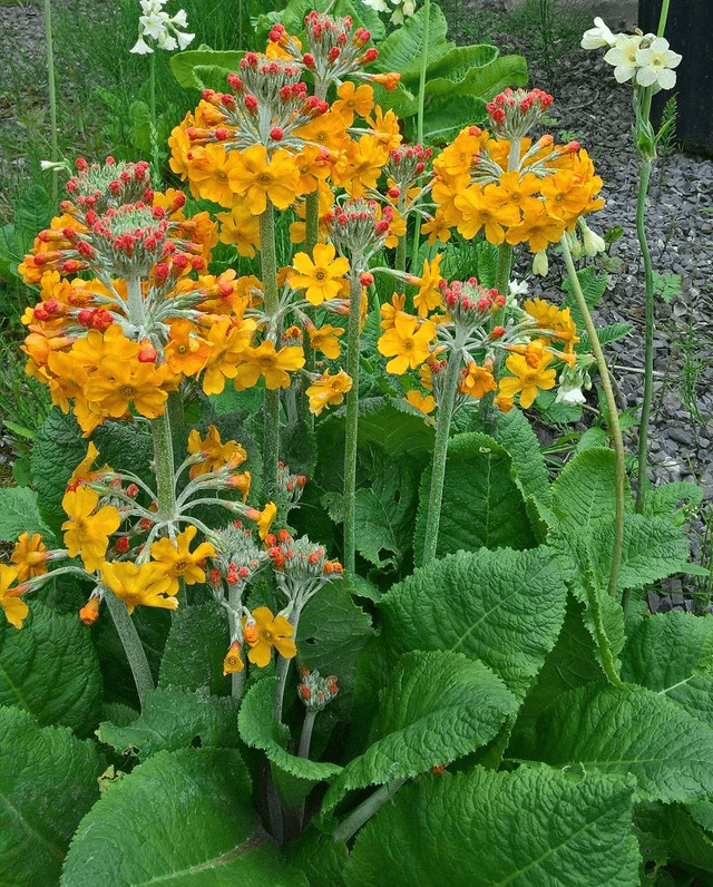 9 X plants Primula bulleyana, Bulley&#039;s primrose
