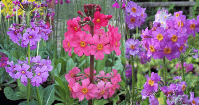 3 X plants of candelabra Primula. Bog garden damp woodland garden ready