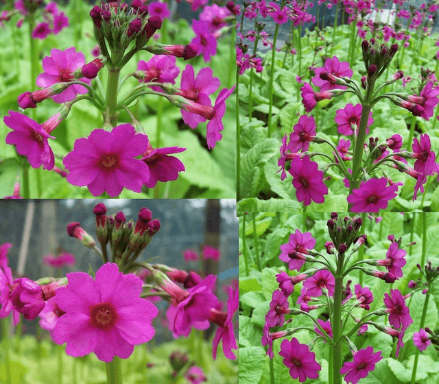 4 X plants Primula japonica Early Riser candelabra