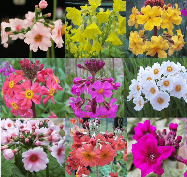 9 plant Primula bog garden collection