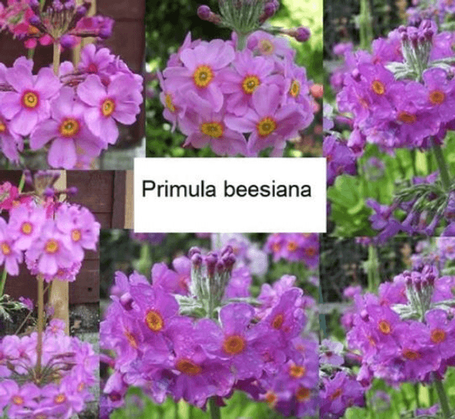 9 X plants Primula beesiana, candelabra bog garden ready