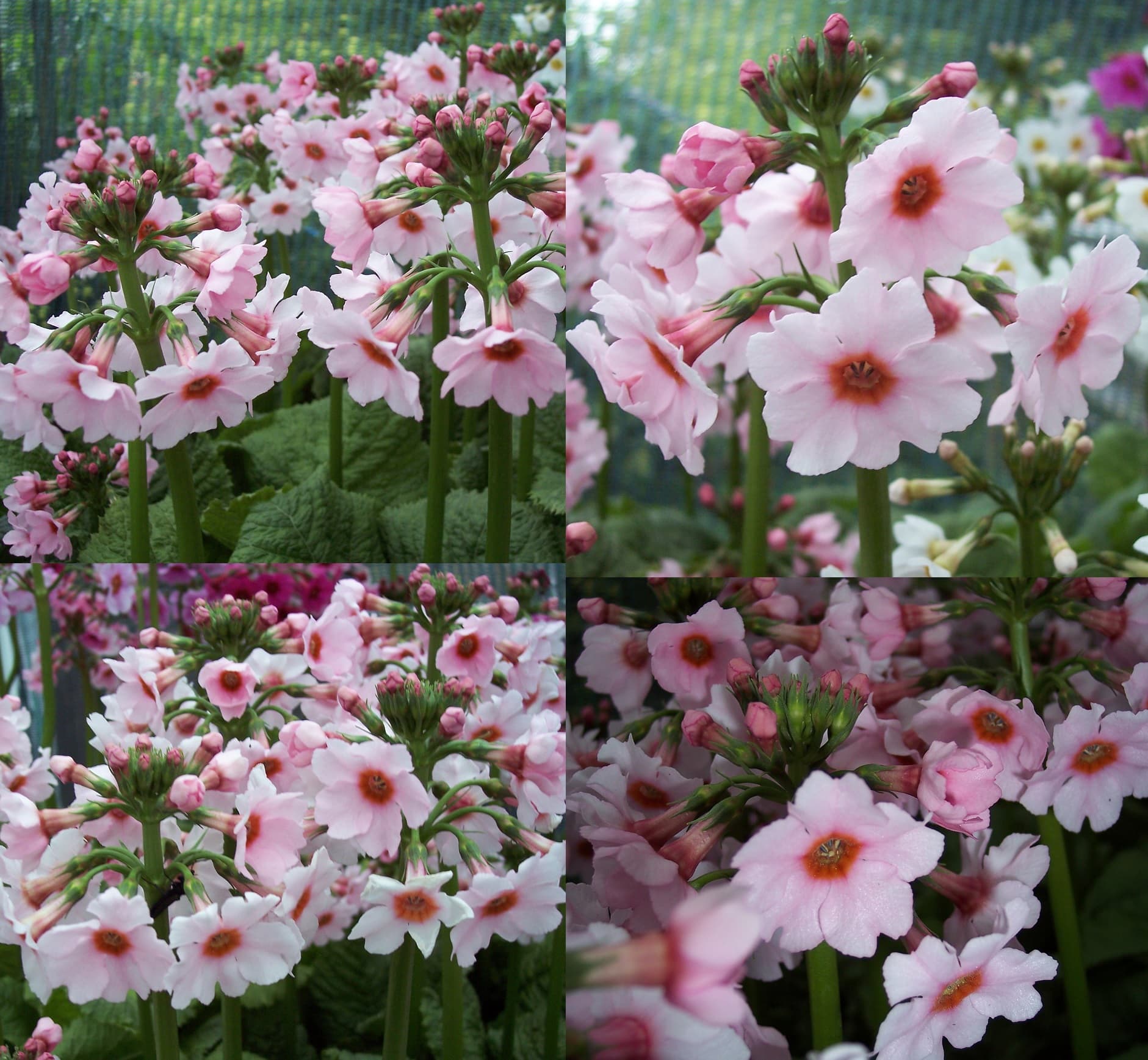 4 X plants Primula japonica Apple Blossom